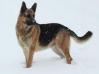 King Sam the Wolfmaster Von Hiestand