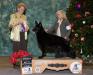 AKC DA CH /INT CH Kimberlites Nighthawk Invasion Of Windsong