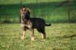 Vaneldurk's Brodie