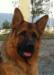 Charly Team Monte Regio