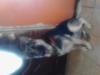 Princess Xena Hersam Vom Hugel Werk