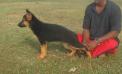 Blacky of urasland