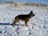 Sophie of Cache Valley German Shepherds