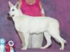 UKC.CH Baughman's White Moon Goddess Luna