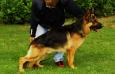 Uran v.d. Berkthoeve