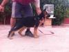Gerrard Kuwait k9-team