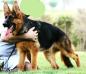 Ghandi Kuwait k9-team