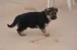 Laura Kuwait k9-team