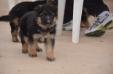 Lord Kuwait k9-team