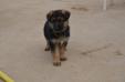 Luis Kuwait K9-team