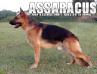 Geri of Assaracus
