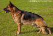 Hassenkam's Bastian