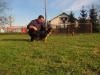 Ares crveni Mayestoso