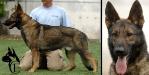 Jacomo Canine Extreme