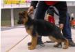 Tayson crveni Mayestoso
