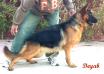 Kandy Kuwait k9-team