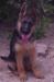 Karmen Kuwait k9-team