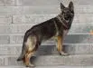 Lobo von Hartwin