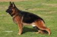 Fulz von United Hof