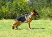 Quarterguard'S Alex