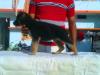 nishan`s bruno