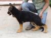 nishan`s BILLA