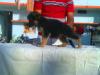 nishan`s beena