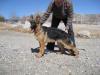 Jacqie of Cache Valley German Shepherds