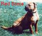  Raw Dawg's Red Sonja