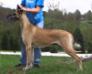 Carma Ques Icandy Shady Creek, Honor Roll
