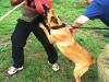 MANALO K9's Logan2