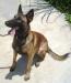 MANALO K9's Jethro