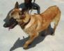 MANALO K9's Bwisette
