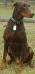 Otter Pond's Parthian Shot <span style="color: darkblue">MOBILITY SERVICE DOG</span>