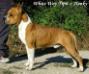 CH CAC, CACIB,XBOB White Way Tipit Z Hanky