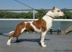 CAC, RCACIB Light Keeper Tipit Z Hanky