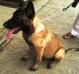 MANALO K9's Barak