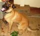 MANALO K9's Brussel