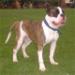 Stretton's Bull Titan of Sampson