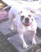 1ST BULLY ABNA CH Brave Heart's Braudzilla