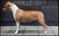 <span style="color: darkred">NED + DUITS JGD KAMP</span> Dirk's Next Top Model