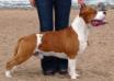 INT MULTI CH, CH RUS, LV WINNER 13X CACIB West Point Tipit Z Hanky