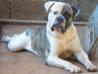 Atila Maximus Abelix of Bulky Bulls