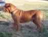  Keystoneranch Reddog Rdg Quachita