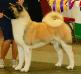 AKC CH Regalia's Loaded For Bear