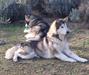  Nanook