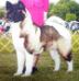 AKC CH Huntmere Regalia's Bonfyre