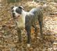  Hickory Hollow's Bubba