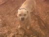 ASHWOOD KENNELS JR