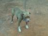 ASHWOOD KENNELS Deuce